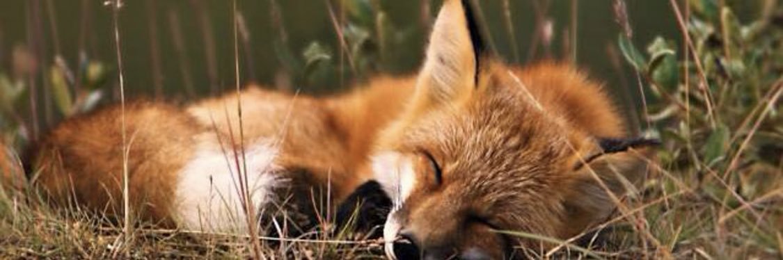 JoeyNJ's profile banner image