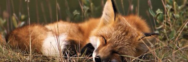 JoeyNJ Profile Banner