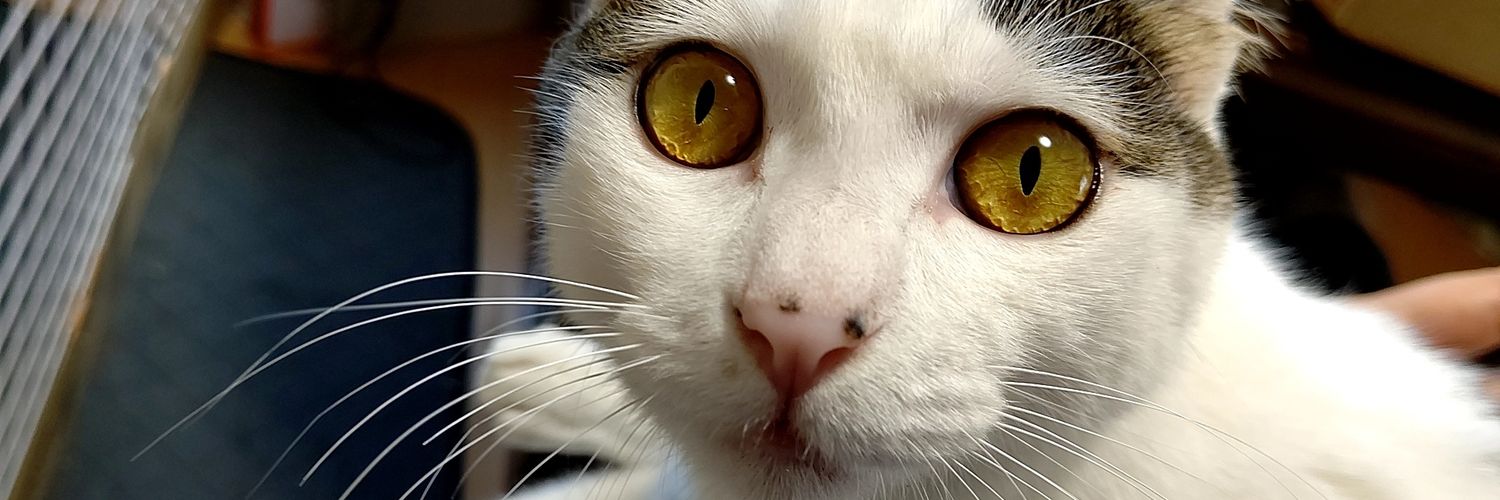 chica0726's profile banner image