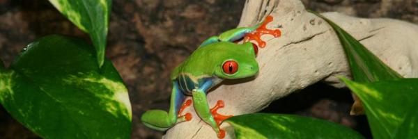 cv_exotics Profile Banner