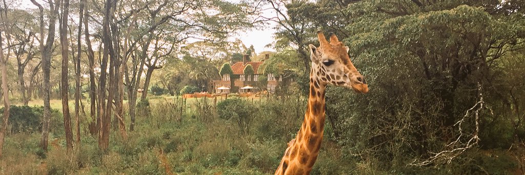 Linus Larsson ⭐️⭐️ banner