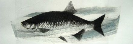 Matthew Knott banner