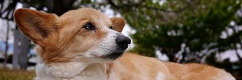 bousaisirascal's profile banner image