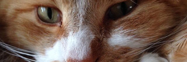 mrs_mezza's profile banner image