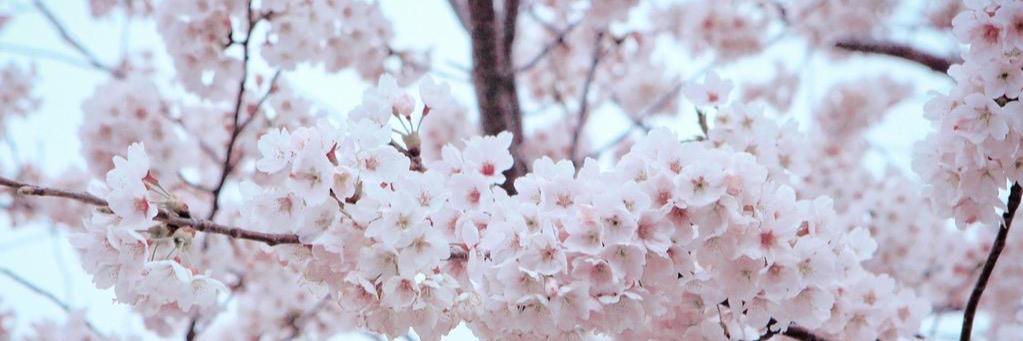 _sosobest's profile banner image