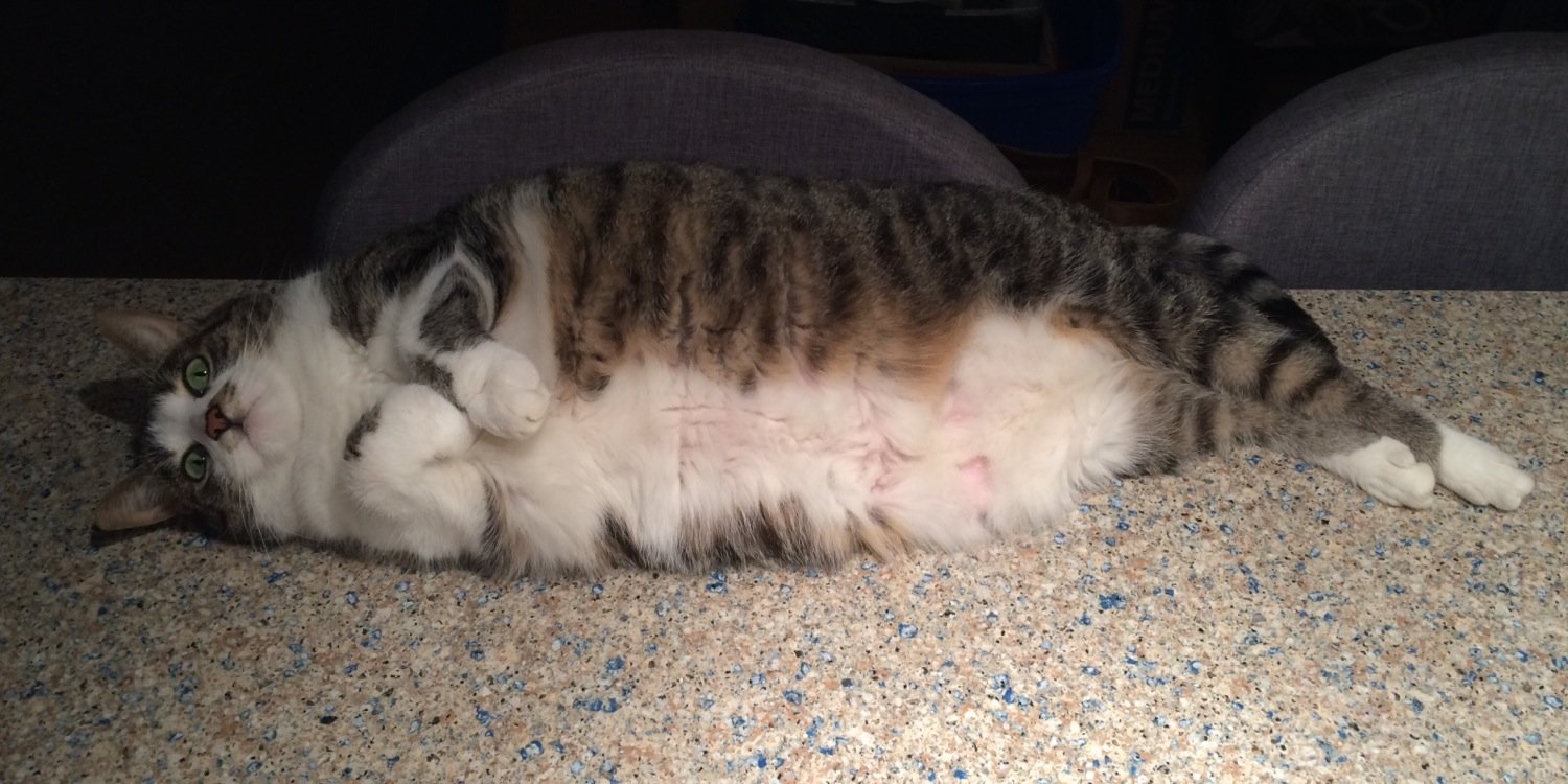 Long Pal Friendpatine banner