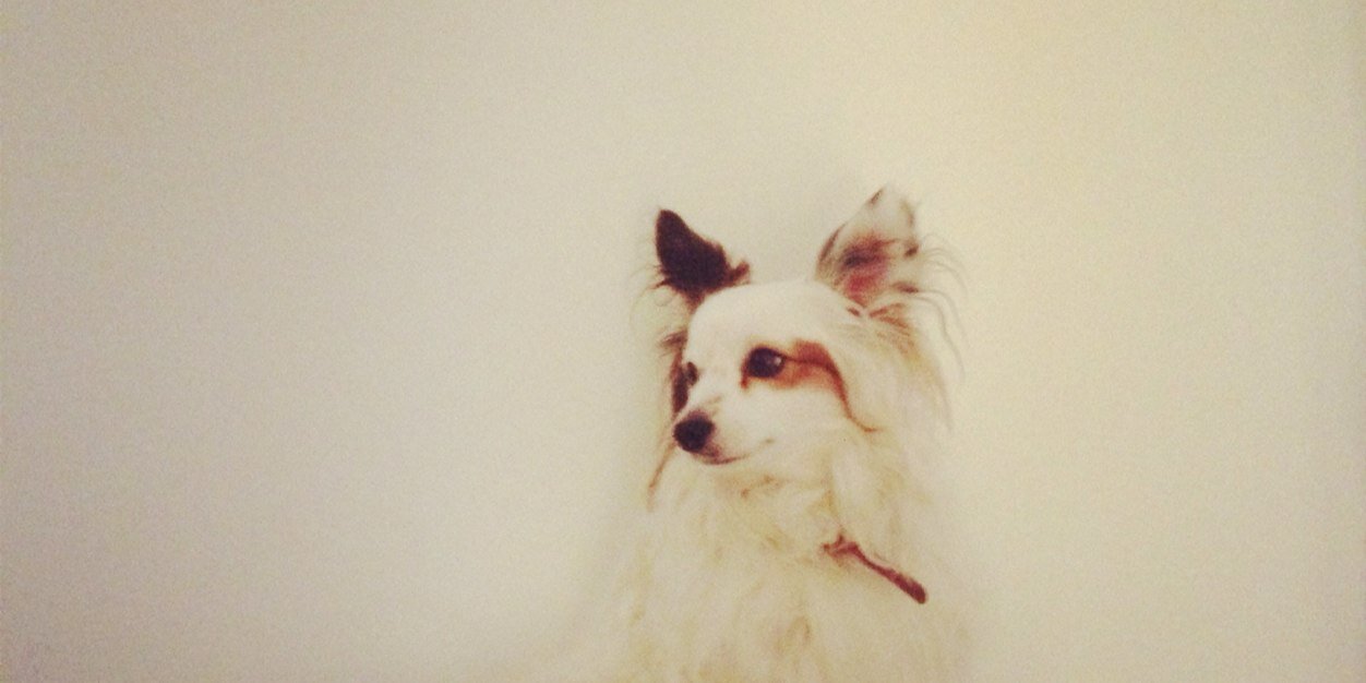 Anton Johansson banner