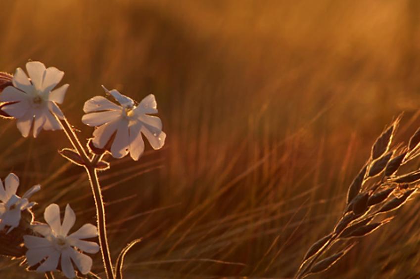 ctillyrizabyly's profile banner image