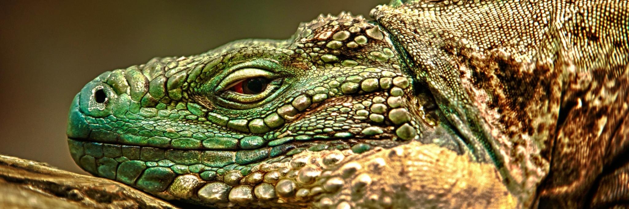 repcage_ltd's profile banner image