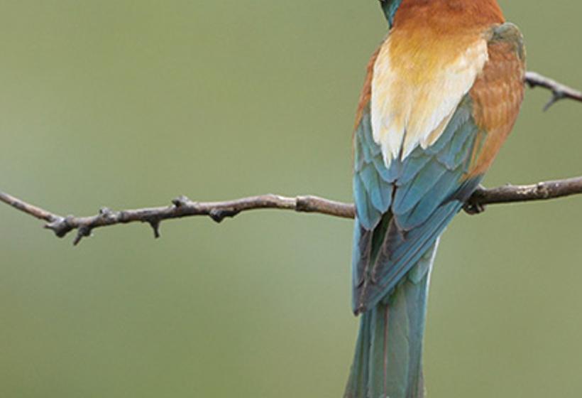 strareust's profile banner image