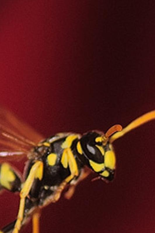 ipolydiogn's profile banner image