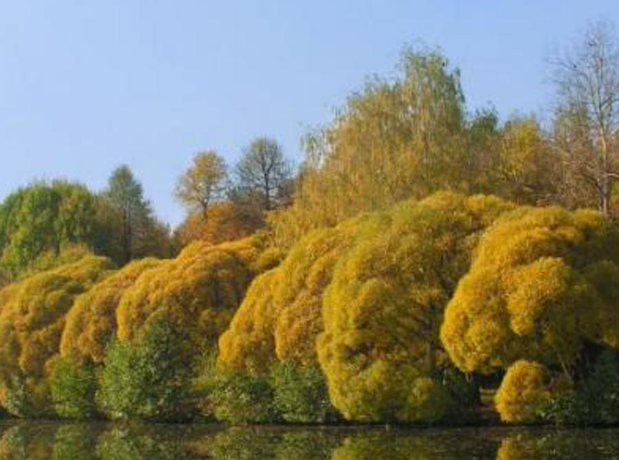 itchohyta's profile banner image