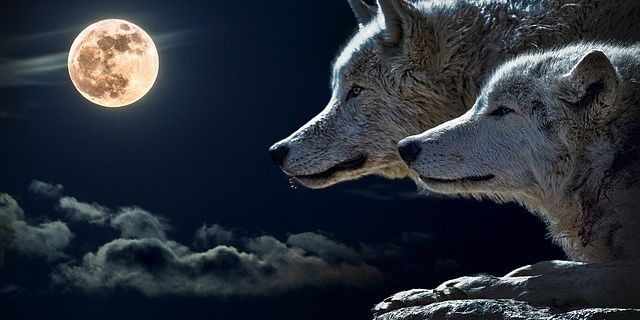 Shez34's profile banner image