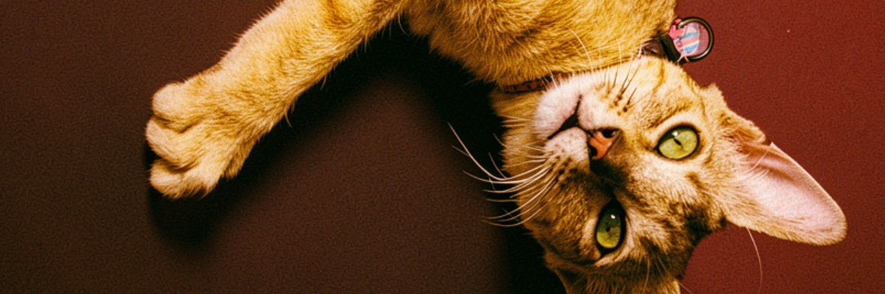 ann__brt's profile banner image