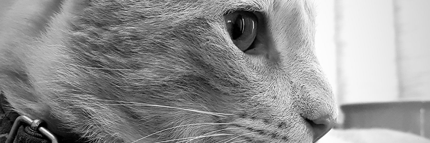 pazg's profile banner image