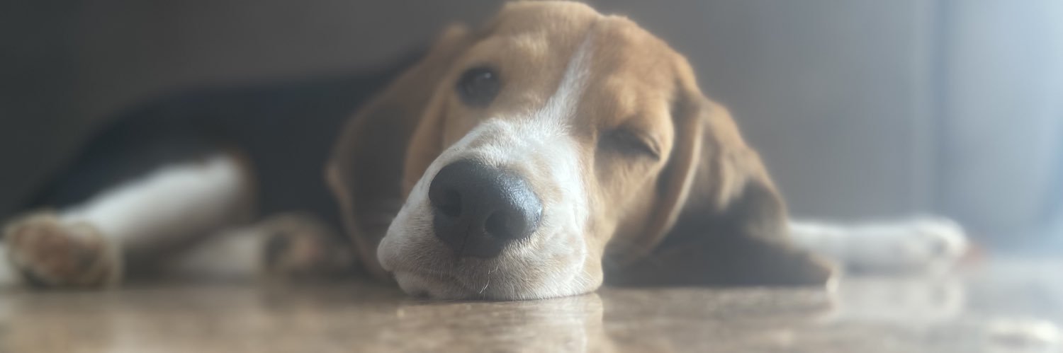 ericarolineg's profile banner image