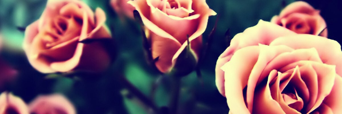 RebeccaWillows's profile banner image