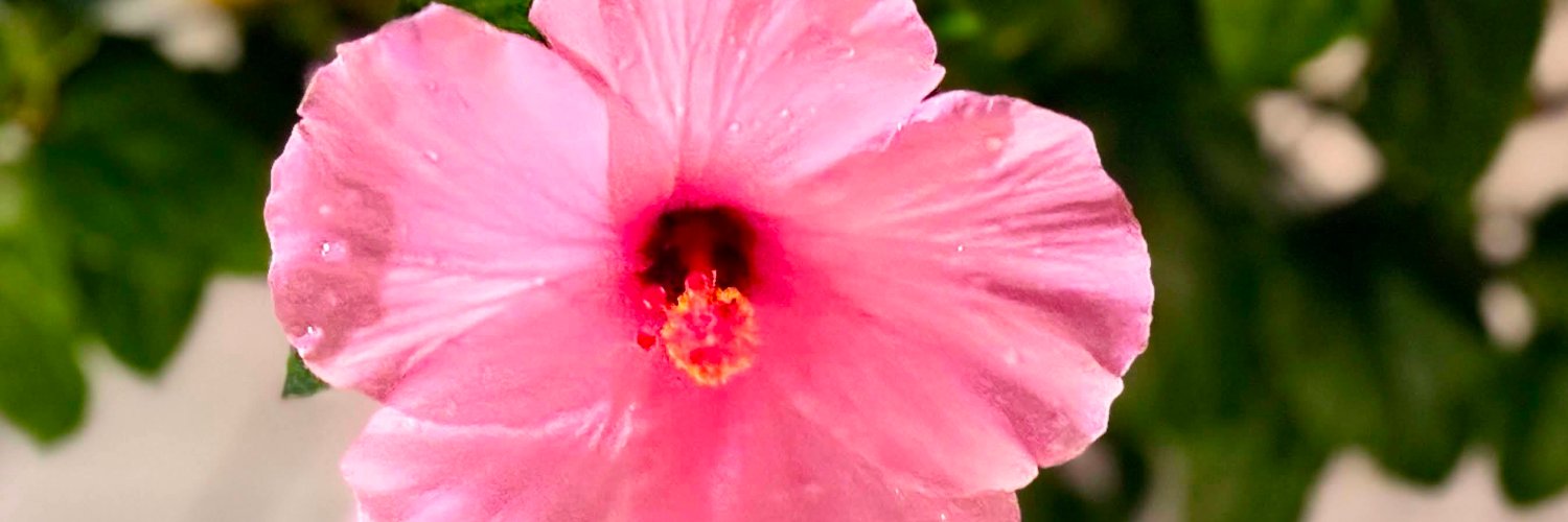 SunnySassyLin's profile banner image