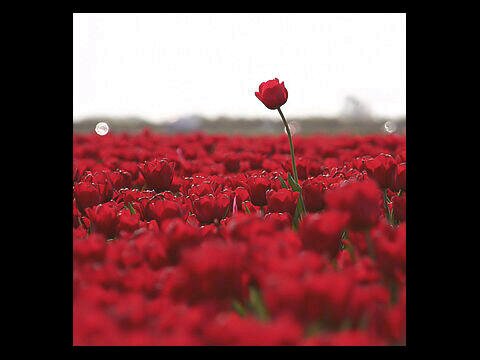 FatmahAlmannaei's profile banner image