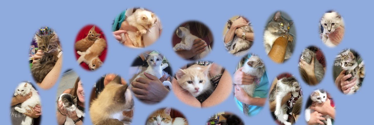 GAHomelessPets's profile banner image