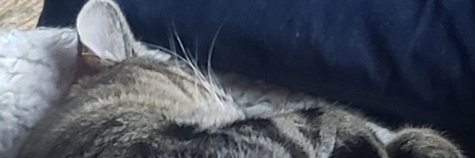 Marsaili Nic a Ghobhainn banner