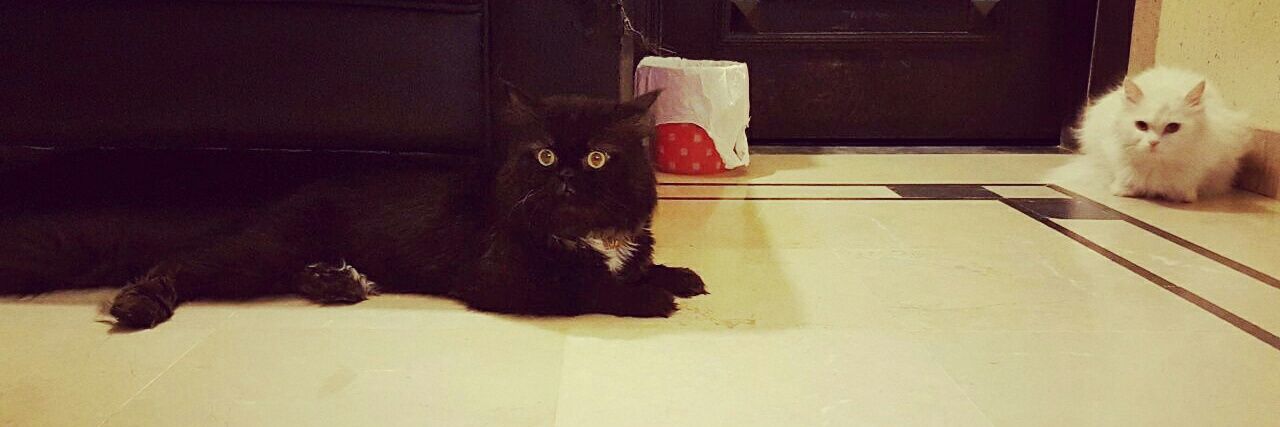 TheOneWithCats's profile banner image