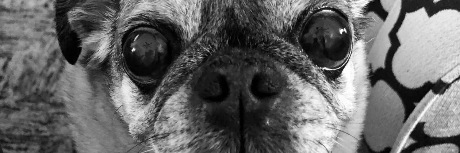 CarnyPug's profile banner image