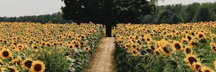 itsyokooo's profile banner image