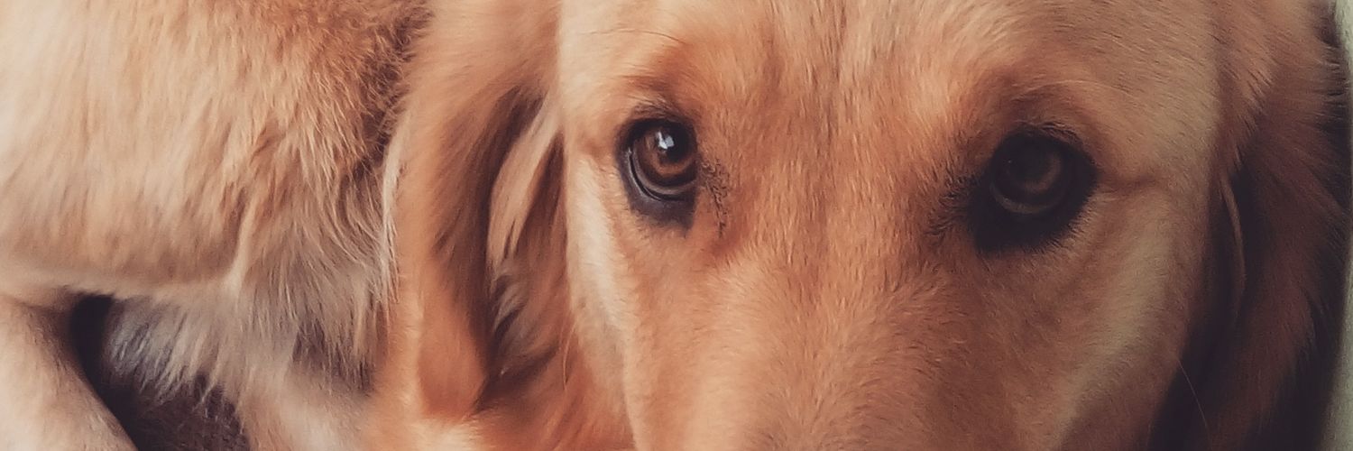 argel_elfresco's profile banner image