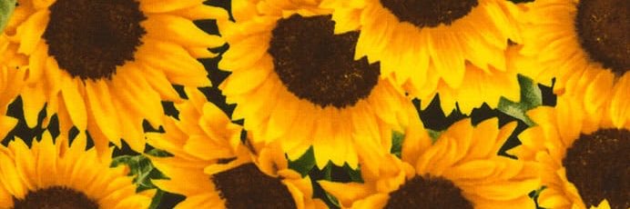 EmilyCappucci's profile banner image