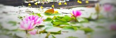YogaBeans2015's profile banner image