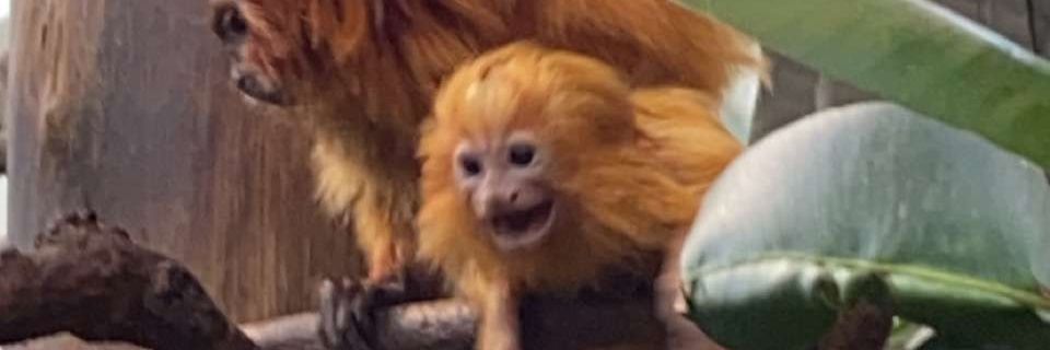 dorkyparker's profile banner image