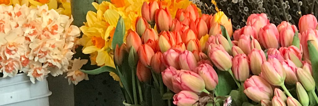 sdeluca100's profile banner image