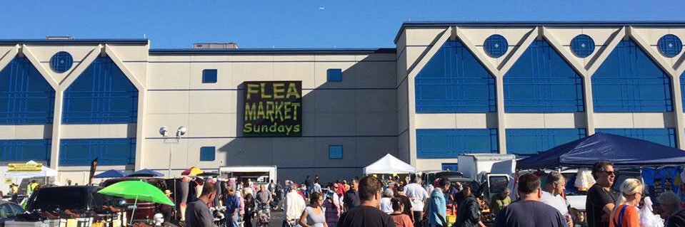 wolffsflea's profile banner image
