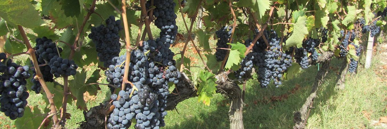 WineMakerMag's profile banner image
