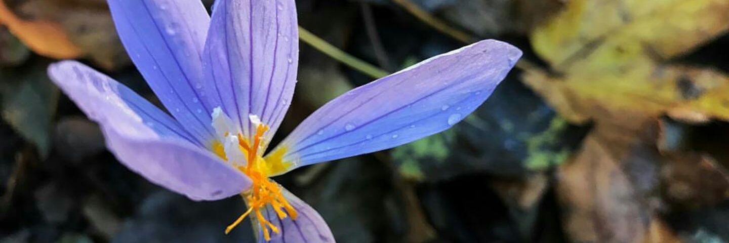 ronii_93's profile banner image