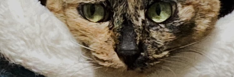 kuwan_t's profile banner image