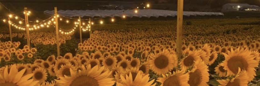 EvanGlover's profile banner image