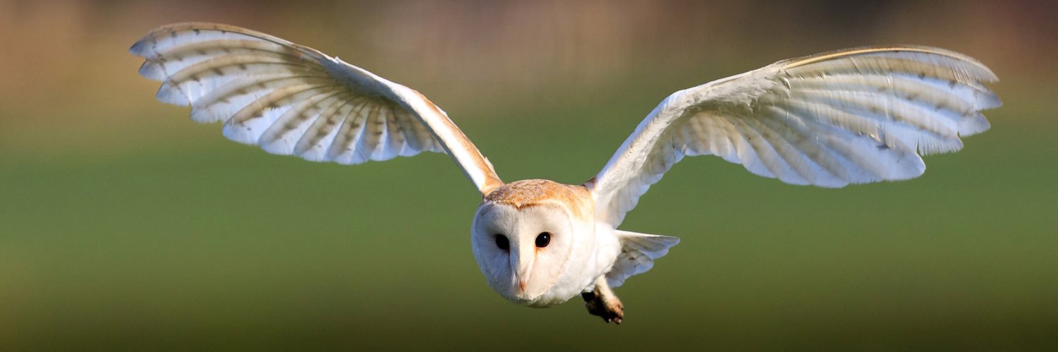 birdtracker's profile banner image