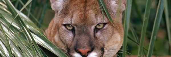 MarshPointeEl Profile Banner