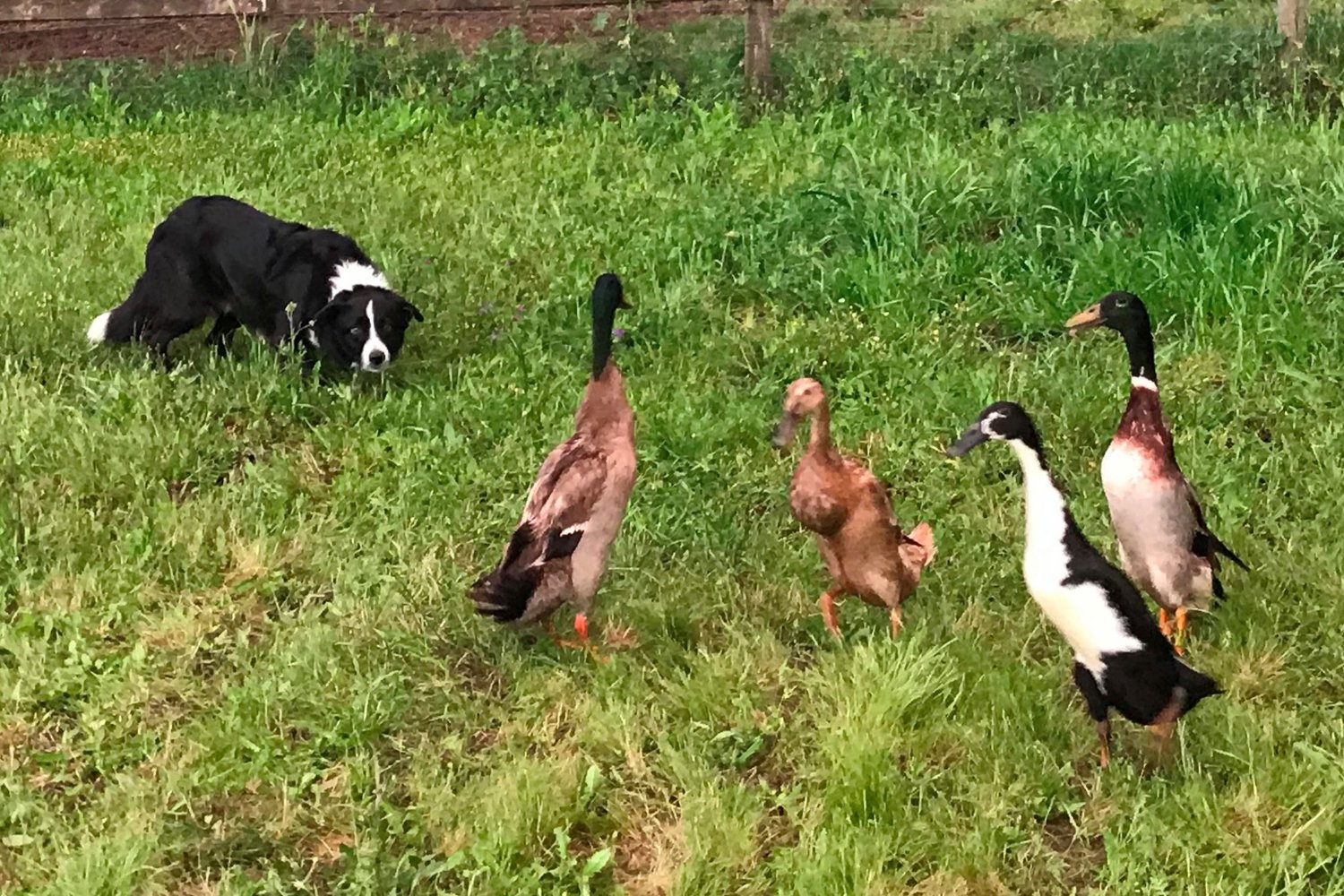 Kevin Lossner - Mastodon: GermanENtrans@c.im banner