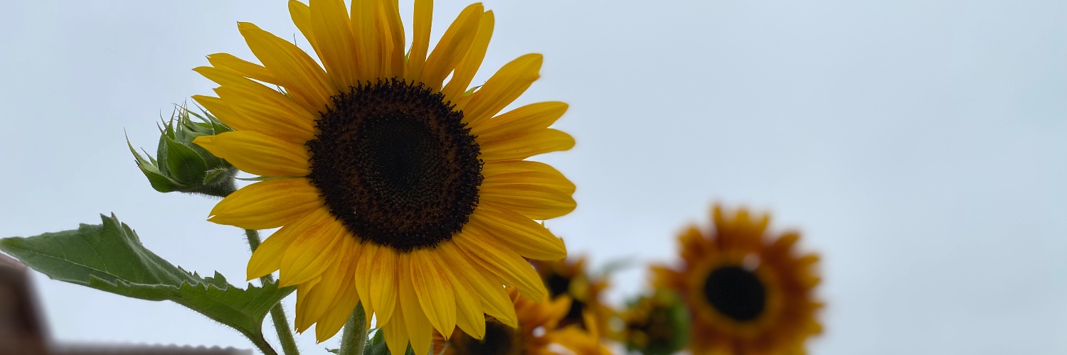 adorante's profile banner image