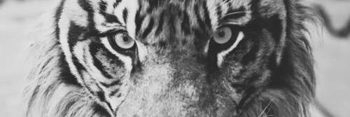 Danielle Williams banner