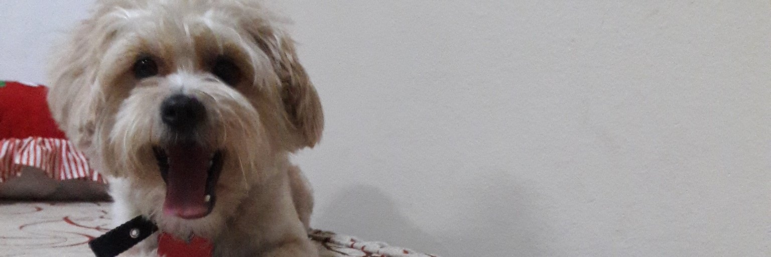 luccyodello's profile banner image