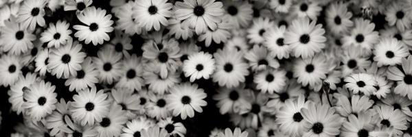 Paleja_Bn's profile banner image
