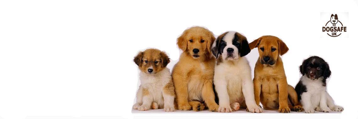 DogSafeUK banner