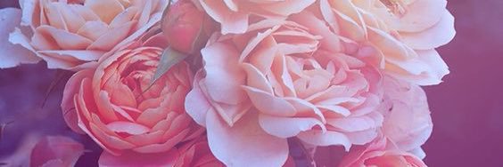 blackroseguard's profile banner image
