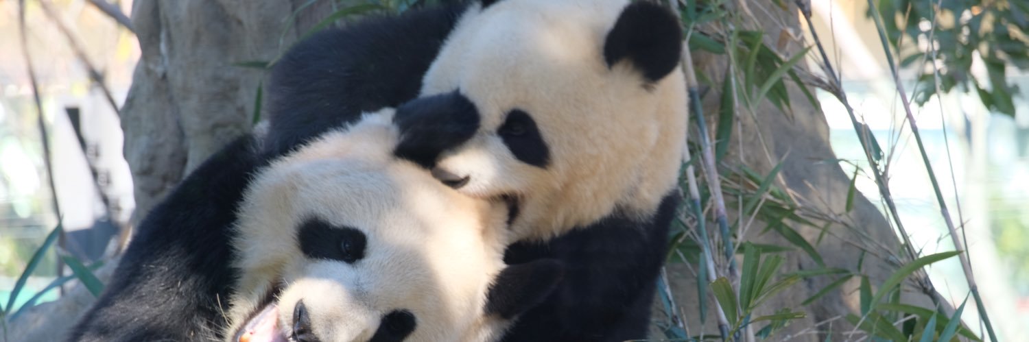 パンダバ banner
