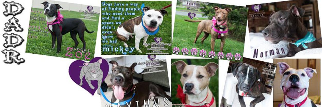 Dogs are Deserving (@DADRescue) / Posts / X