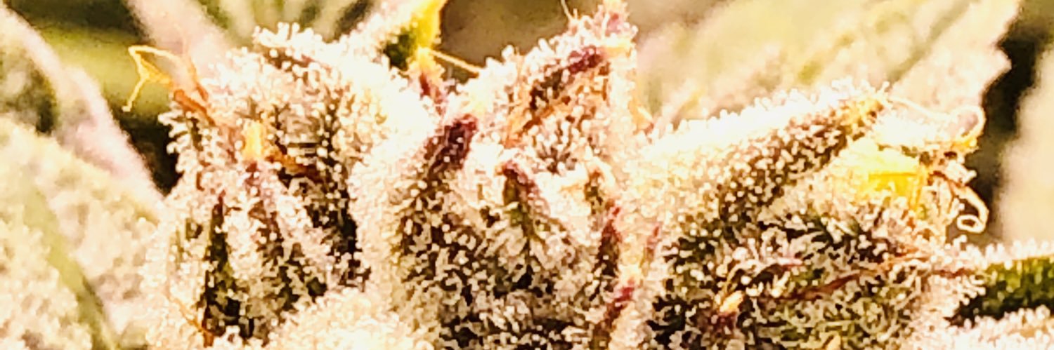 __DevilsLettuce's profile banner image